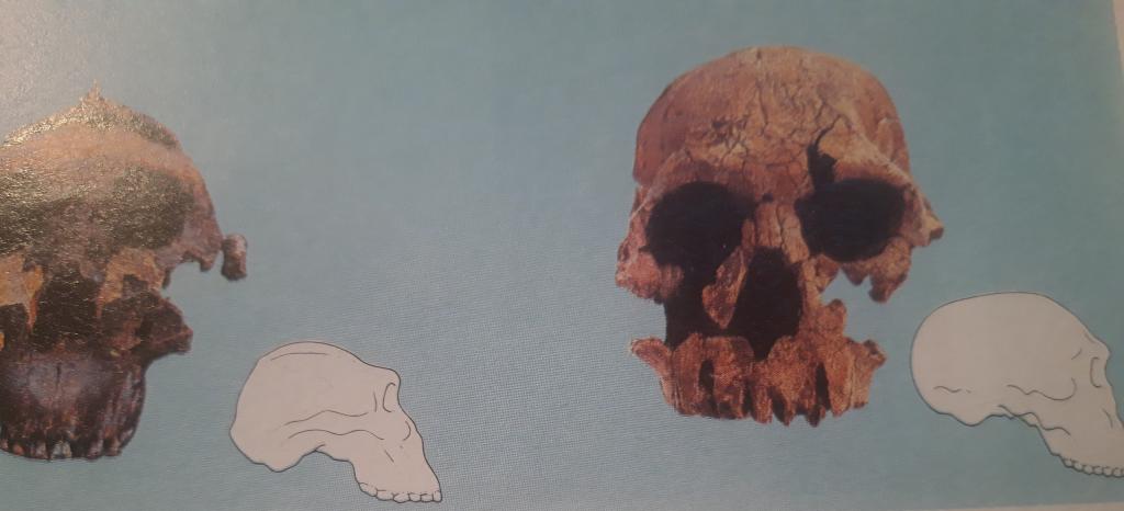  Cranio primitivo 2